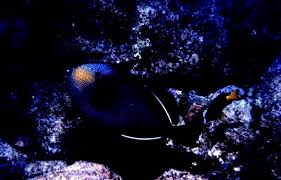 Image result for Diplodus ascensionis