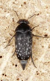 Attēlu rezultāti vaicājumam “Mordellidae”