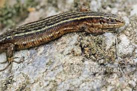 Attēlu rezultāti vaicājumam “Lacerta vivipara”