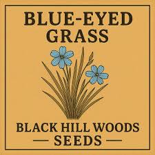 Attēlu rezultāti vaicājumam “Sisyrinchium montanum fruit”