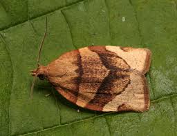 Attēlu rezultāti vaicājumam “Pandemis”