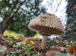 Image result for Walkington Bowling Club