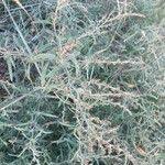 Attēlu rezultāti vaicājumam “Atriplex littoralis”