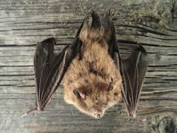 Attēlu rezultāti vaicājumam “Myotis daubentonii”