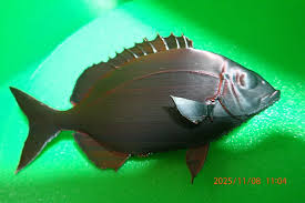 Image result for Diplodus sargus