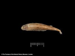 Image result for Crenimugil seheli