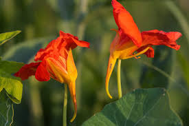 Attēlu rezultāti vaicājumam “Tropaeolum majus flower”