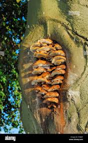 Attēlu rezultāti vaicājumam “Inonotus radiatus”