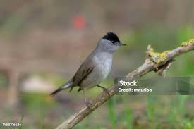 Attēlu rezultāti vaicājumam “Sylvia atricapilla male”