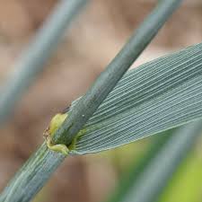 Attēlu rezultāti vaicājumam “Triticum aestivum”