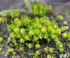 Attēlu rezultāti vaicājumam “Bryum pallens”