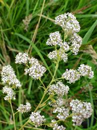 Attēlu rezultāti vaicājumam “Lepidium latifolium flower”