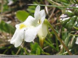 Attēlu rezultāti vaicājumam “Pinguicula alpina flower”