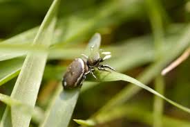 Attēlu rezultāti vaicājumam “Heliophanus sp.”