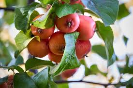 Attēlu rezultāti vaicājumam “Malus prunifolia fruit”