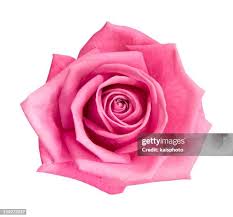Image result for FOTO ROSA