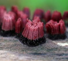 Attēlu rezultāti vaicājumam “Stemonitis splendens spores”