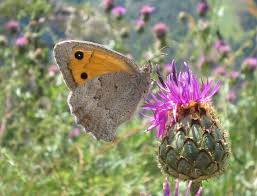 Attēlu rezultāti vaicājumam “Hyponephele lycaon male”