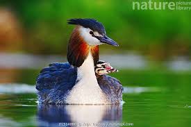 Attēlu rezultāti vaicājumam “Podiceps cristatus juvenile”
