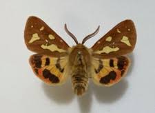 Attēlu rezultāti vaicājumam “Arctiidae”