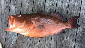 Image result for Epinephelus morio