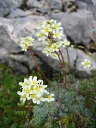 Attēlu rezultāti vaicājumam “Saxifraga cymbalaria fruit”