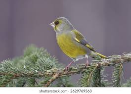 Attēlu rezultāti vaicājumam “Chloris chloris male”