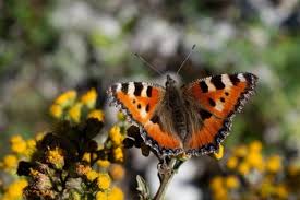 Image result for Small Tortoiseshell