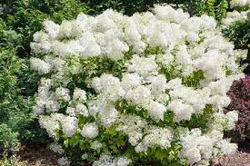 Attēlu rezultāti vaicājumam “Syringa reticulata subsp. amurensis”