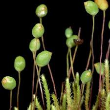 Attēlu rezultāti vaicājumam “Philonotis fontana sporophyte”