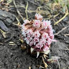 Attēlu rezultāti vaicājumam “Petasites hybridus flower”