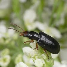 Attēlu rezultāti vaicājumam “Orsodacne cerasi”