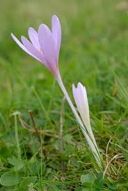 Attēlu rezultāti vaicājumam “Colchicum autumnale”