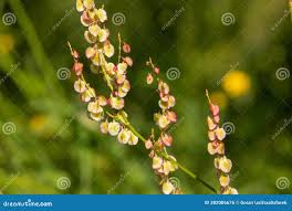 Attēlu rezultāti vaicājumam “Rumex hydrolapathum fruit”