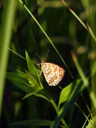 Attēlu rezultāti vaicājumam “Melitaea diamina underside”