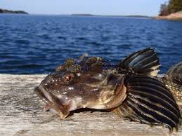 Image result for Myoxocephalus quadricornis