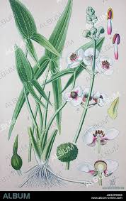 Attēlu rezultāti vaicājumam “Sagittaria sagittifolia leaf”