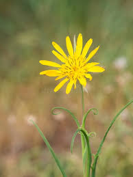 Attēlu rezultāti vaicājumam “Tragopogon pratensis subsp. pratensis flower”