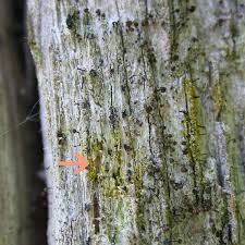 Attēlu rezultāti vaicājumam “Chaenotheca brunneola”