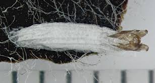 Attēlu rezultāti vaicājumam “Bucculatricidae”