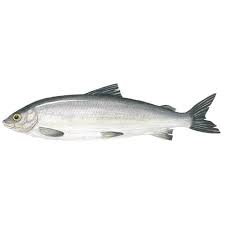 Image result for Coregonus lavaretus