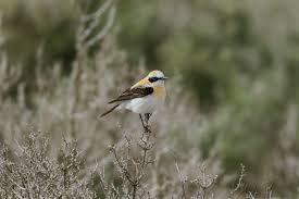 Image result for Oenanthe hispanica