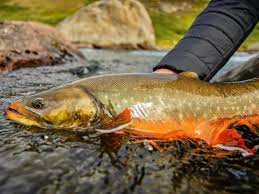 Image result for Salvelinus alpinus taranetzi