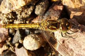 Attēlu rezultāti vaicājumam “Sympetrum vulgatum male”