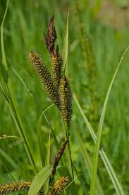 Attēlu rezultāti vaicājumam “Carex riparia”