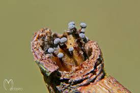 Attēlu rezultāti vaicājumam “Physarum bitectum sessile”