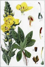 Image result for Verbascum densiflorum