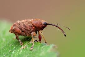 Attēlu rezultāti vaicājumam “Dianema nivale macro”