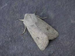 Attēlu rezultāti vaicājumam “Orthosia gracilis”