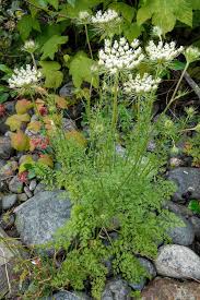 Image result for Daucus carota
